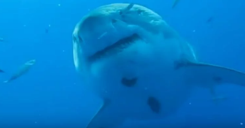 恐怖大白鲨